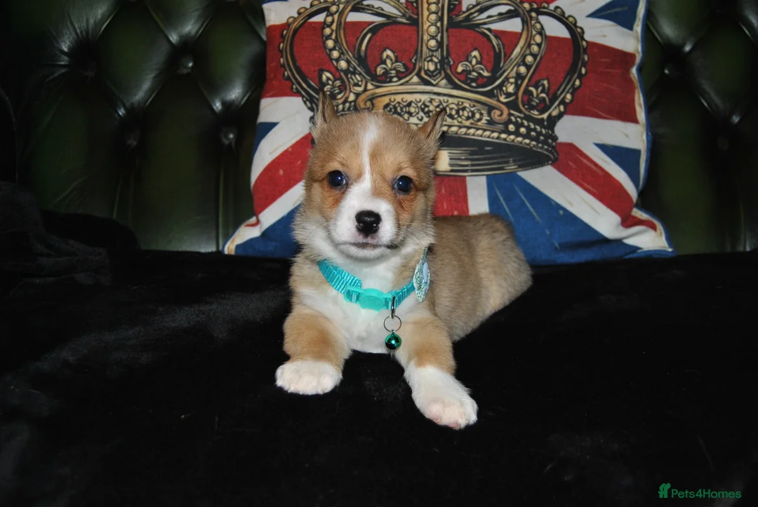 Welsh Corgi Pembroke dogs for sale: Are Beautiful Girls Storm/Darling/Petal - Advert 36