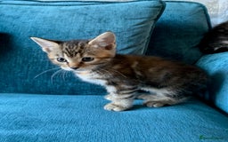 Mixed Breed cats for sale: Kittens for Sale - Image 5