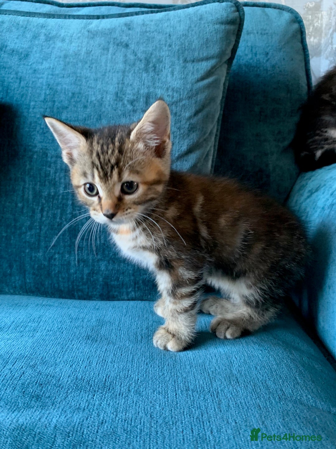 Mixed Breed cats for sale: Kittens for Sale - Image 5