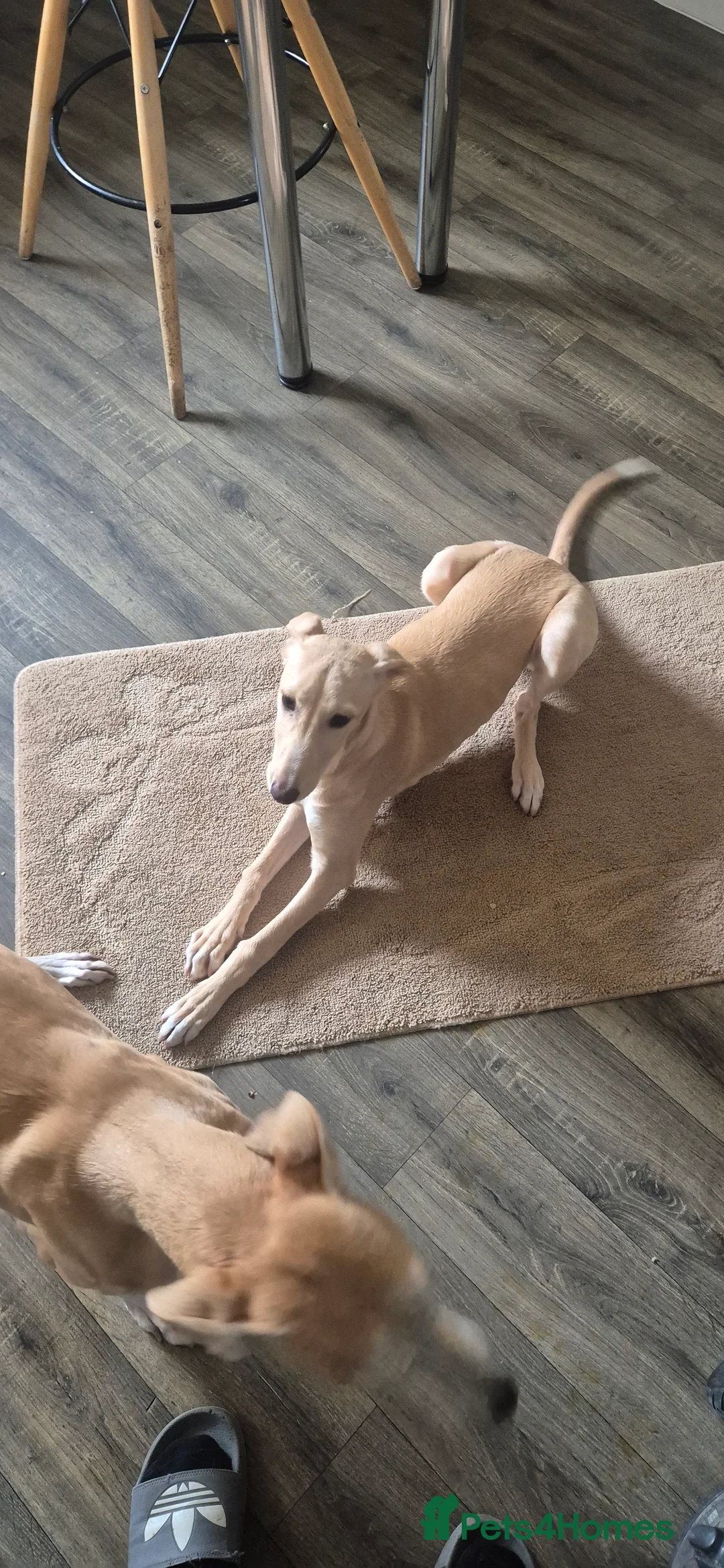 Mixed Breed dogs for sale: Saluki whippet x weaton greyhound - Advert 3