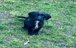 Jackapoo dogs for sale: Jackapoo Puppies  - Advert 5