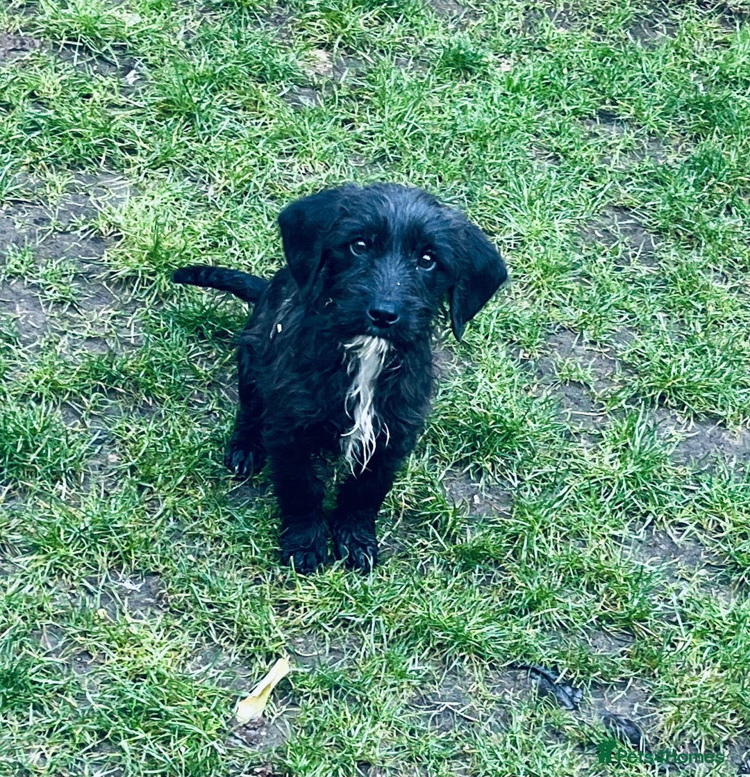 Jackapoo dogs for sale: Jackapoo Puppies  - Advert 5