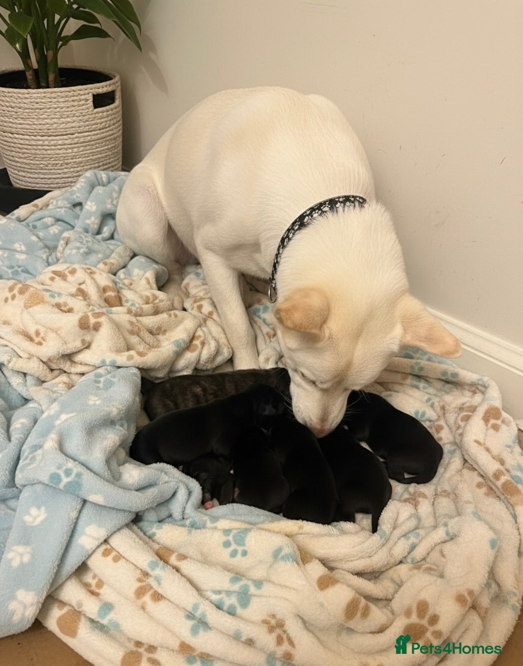 Mixed Breed dogs for sale: Cane corso x Akita  - Advert 1