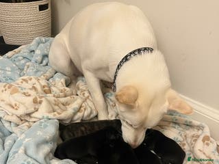 Mixed Breed dogs Cane corso x Akita - Advert 9