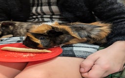 Tan rabbits for sale: Beautiful baby GUINEA PIGS - Image 2