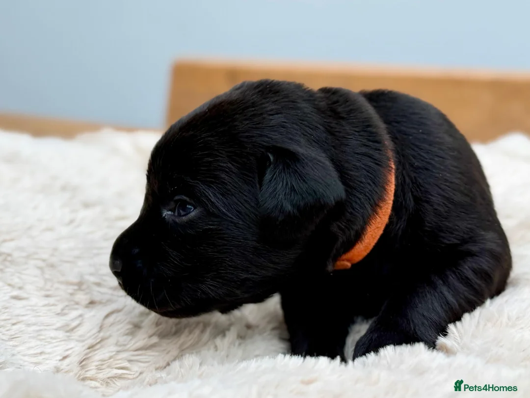 Labrador Retriever dogs for sale: Outstanding Labrador Puppies–Exceptional Pedigree - Advert 1