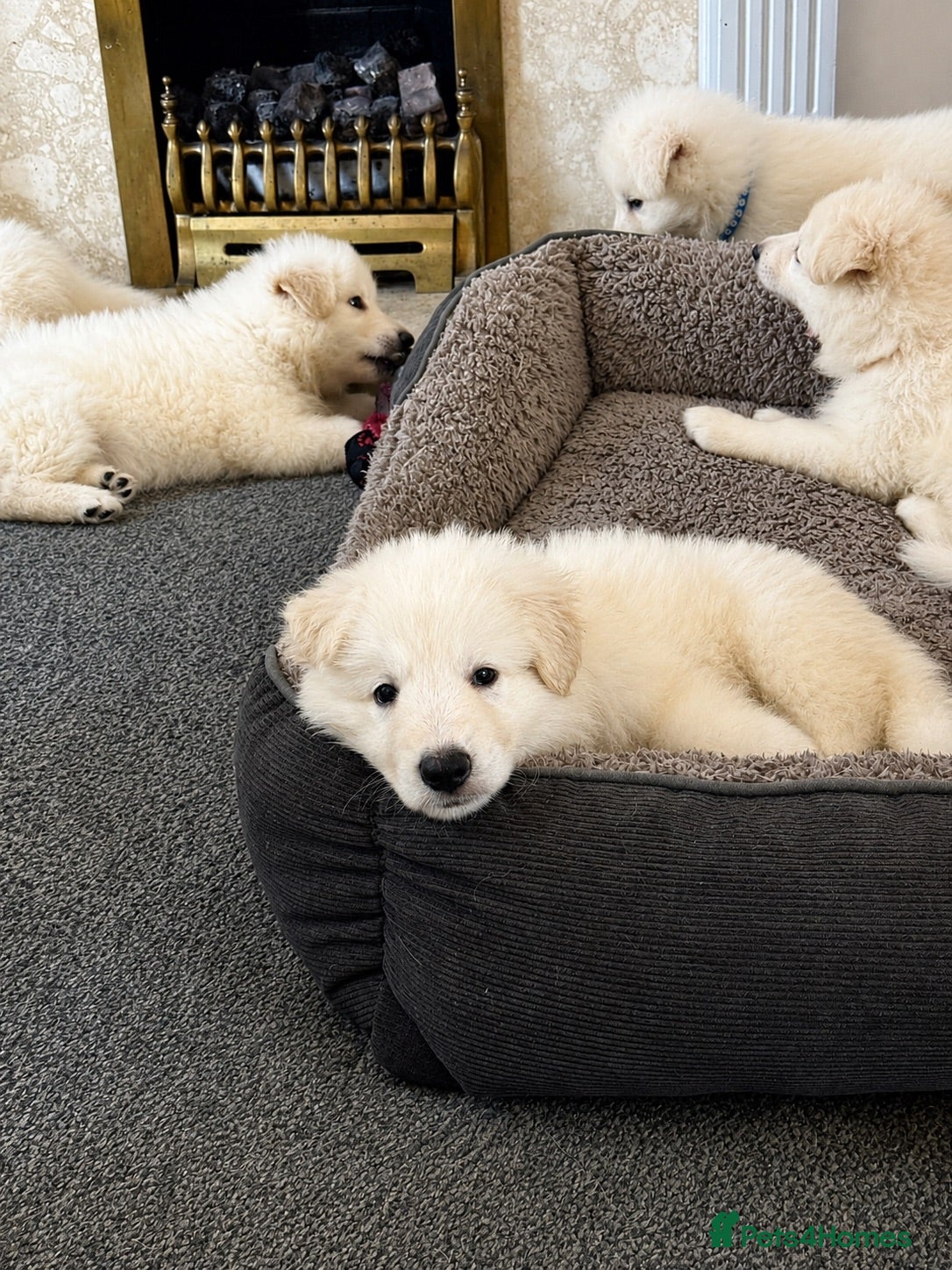 White Swiss Shepherd dogs Swiss white shepherds puppies  - Advert 2