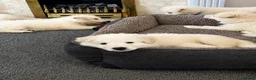 White Swiss Shepherd dogs for sale: 🐾 Swiss White Shepherd Puppies reduced 🐾 - Advert 20