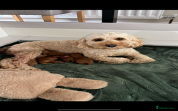 Cockapoo dogs for sale: Xxxxxxxxx - Image 2
