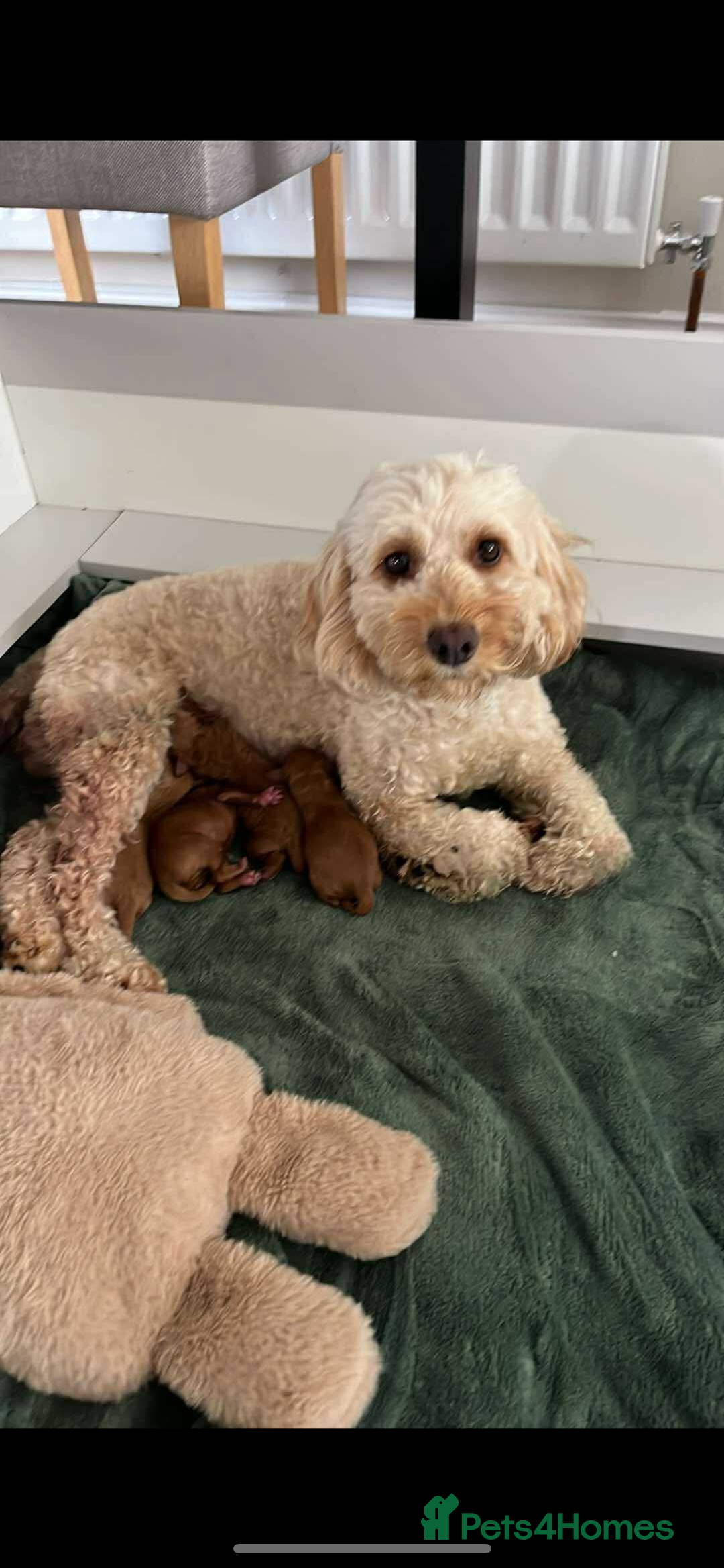 Cockapoo dogs for sale: Xxxxxxxxx - Image 2