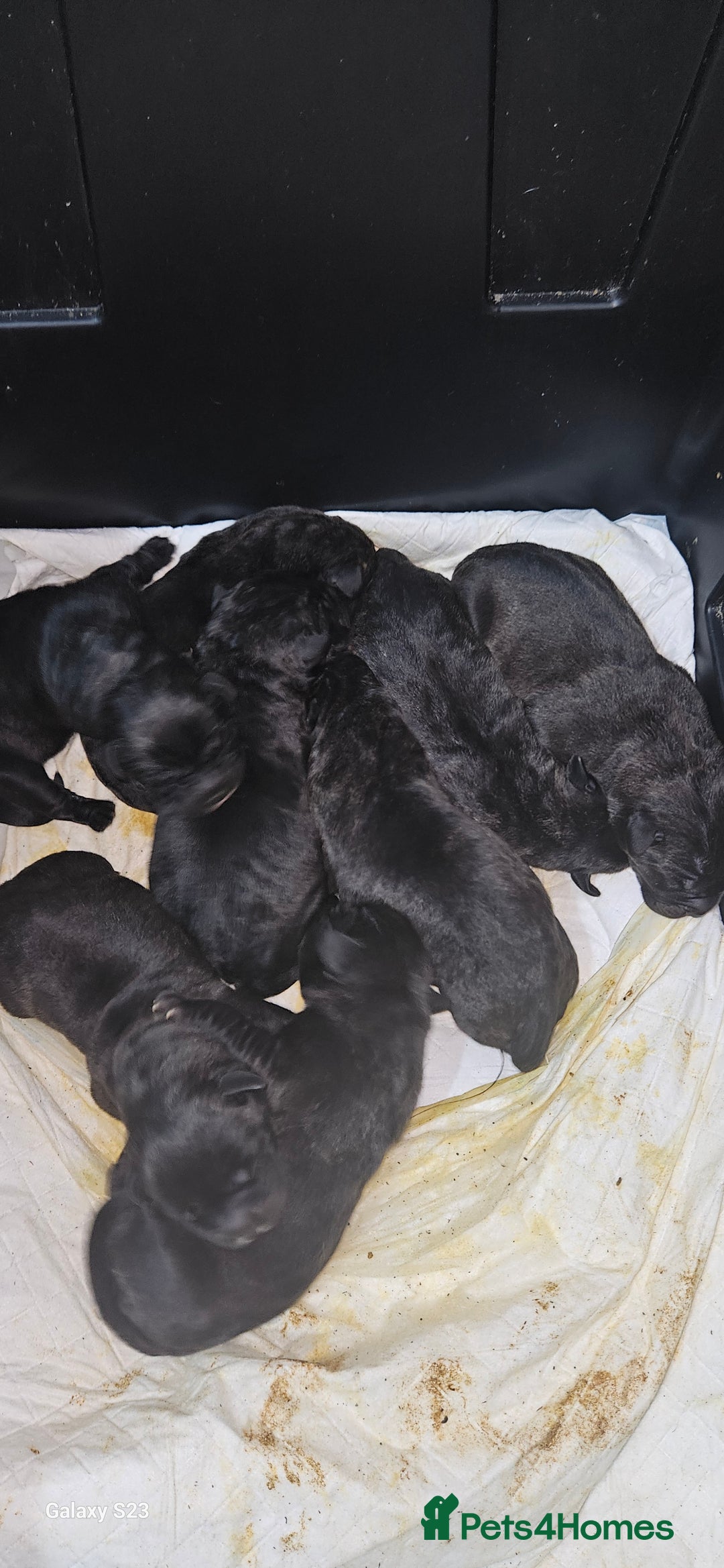 Mixed Breed dogs for sale: Pressa canario / cane corso puppies...  - Image 3