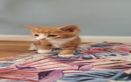 Domestic Shorthair cats for sale: 3 kittens for sale, 2 boys 1 girl.  - Image 3