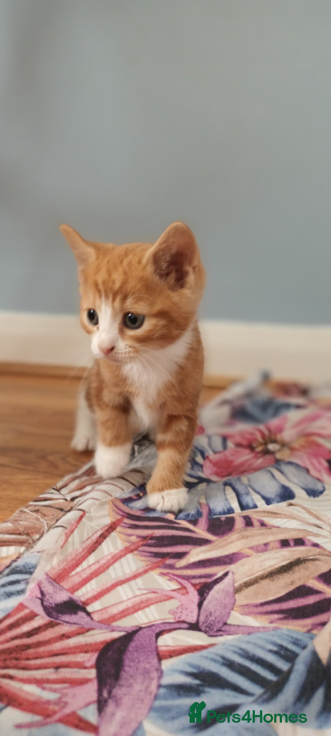 Domestic Shorthair cats for sale: 3 kittens for sale, 2 boys 1 girl.  - Image 3