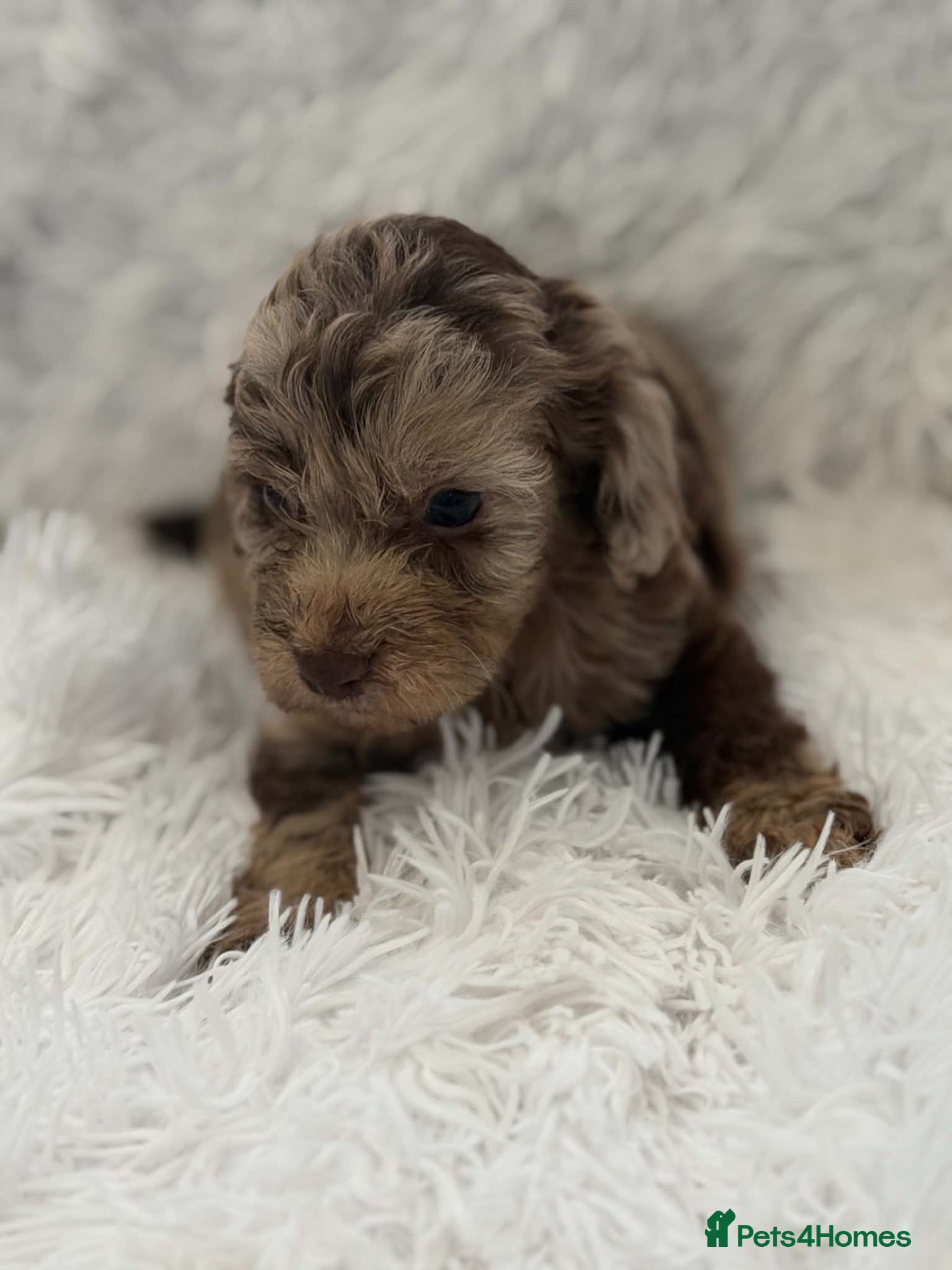 Cockapoo dogs Beautiful cockapoo puppies  - Advert 6