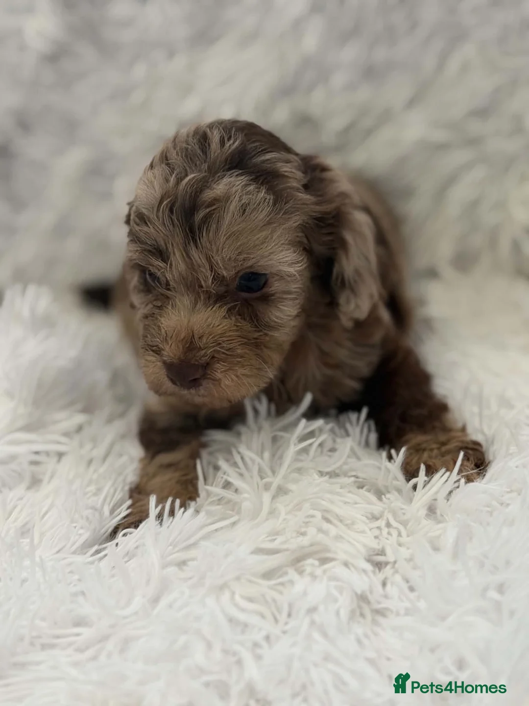 Cockapoo dogs for sale: Beautiful cockapoo puppies  - Advert 1