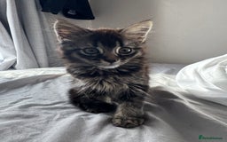 British Shorthair cats for sale: 🐾 Grey/white Tabby Kitten with White Markings - Image 11