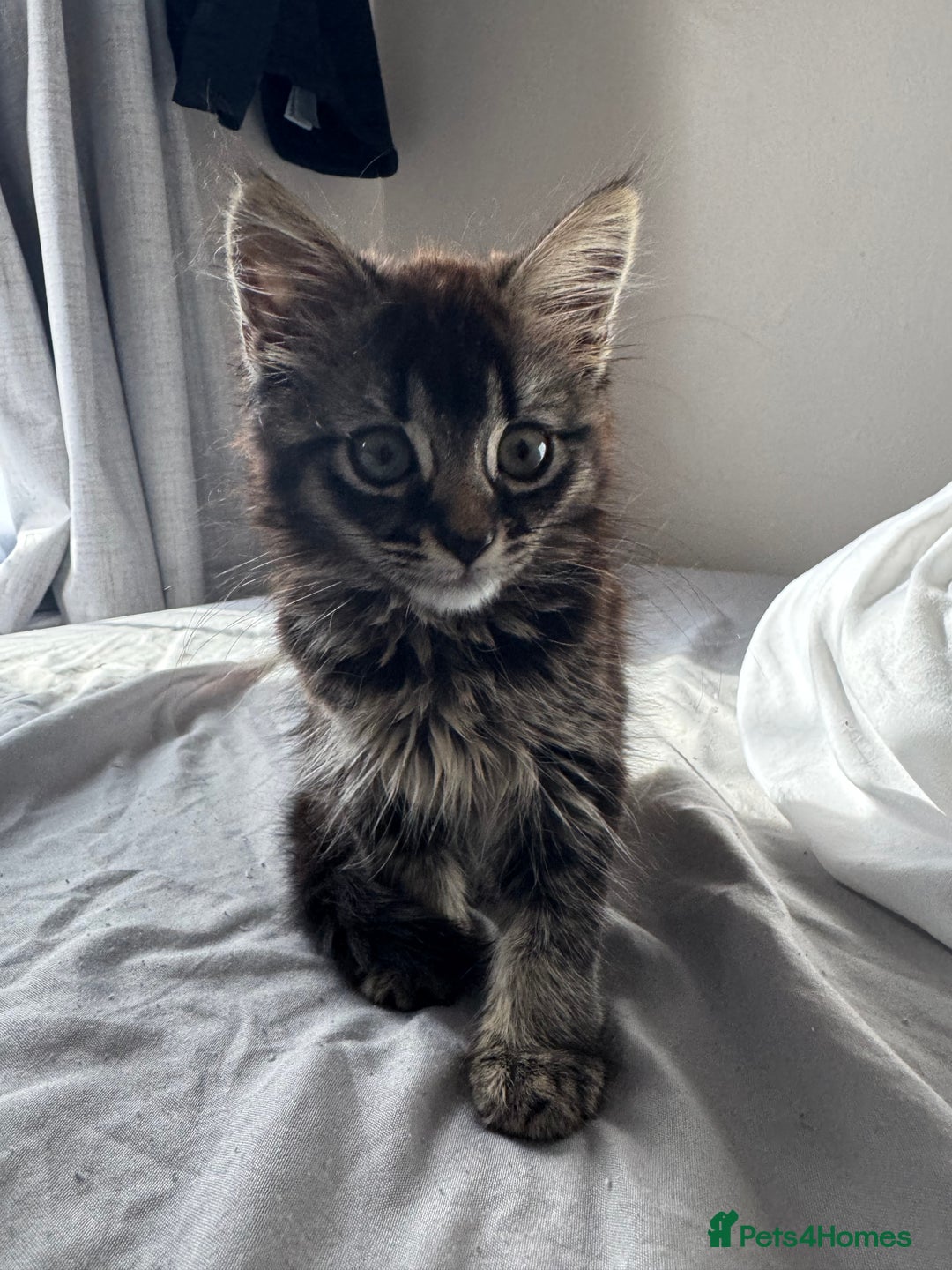 British Shorthair cats for sale: 🐾 Grey/white Tabby Kitten with White Markings - Image 11