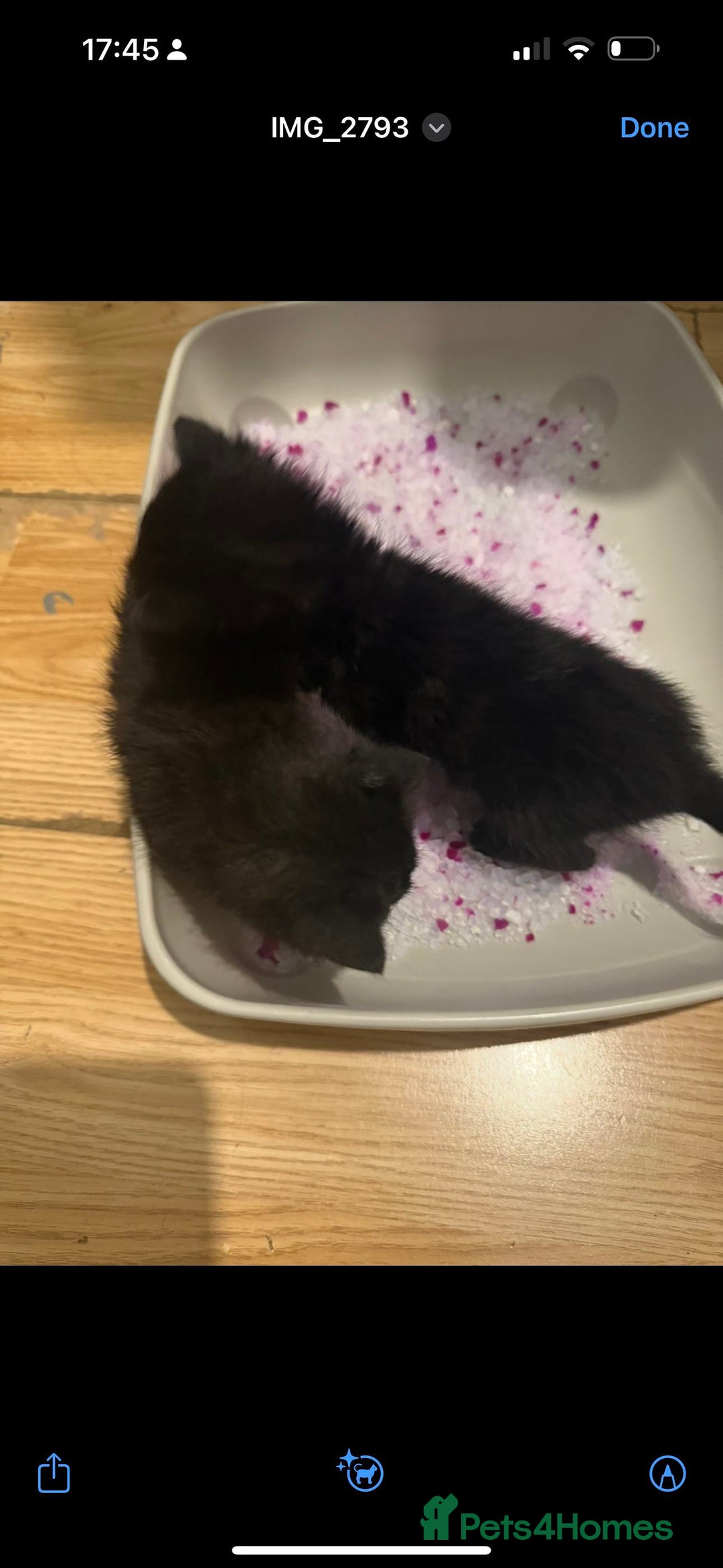 Bombay cats for sale: Bombay kittens for sale  2 male 4 females  - Image 2