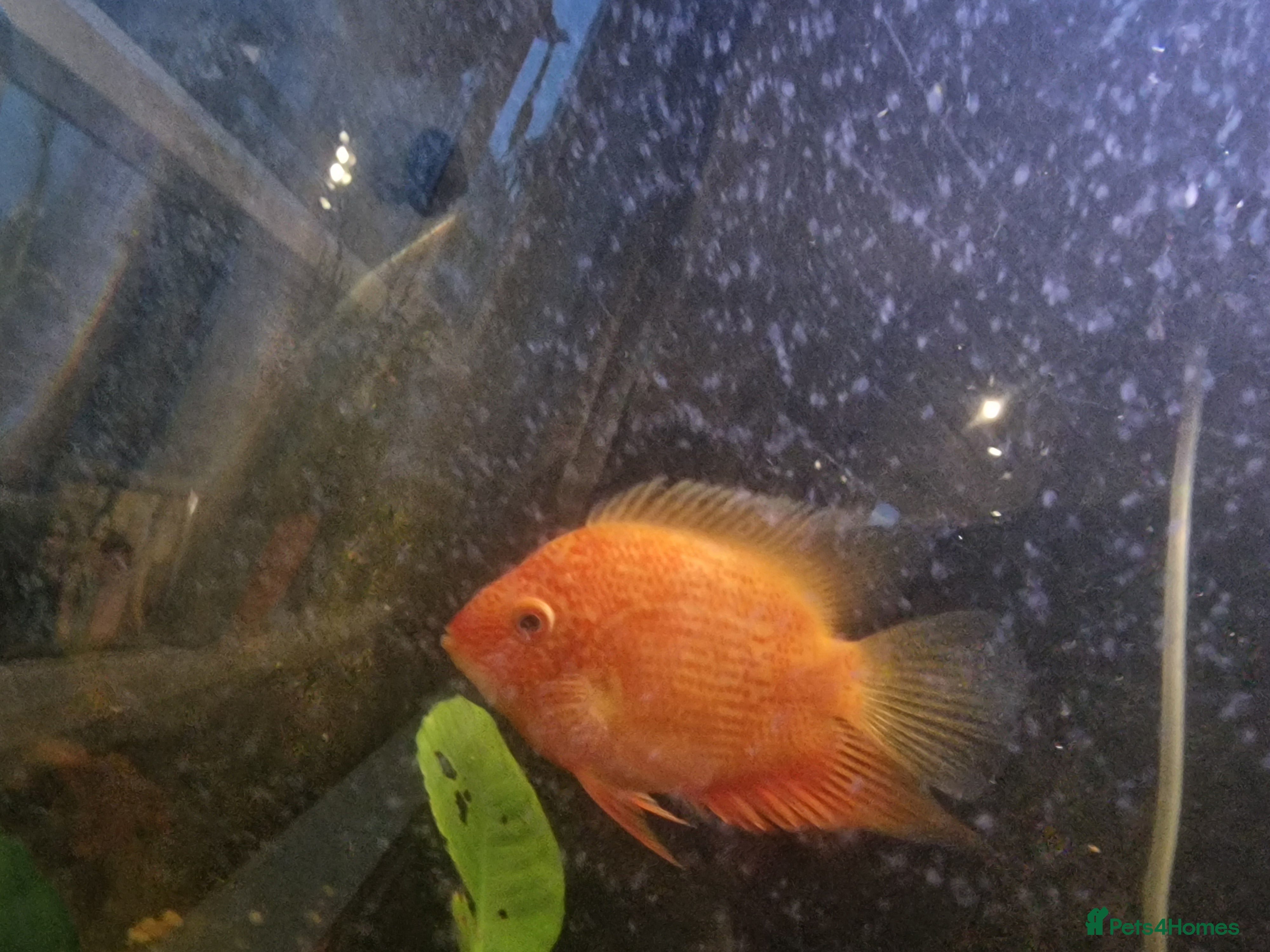 Cichlids fish Fish for sale  in Leeds - Advert 1