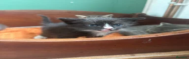Mixed Breed Kitten 3
