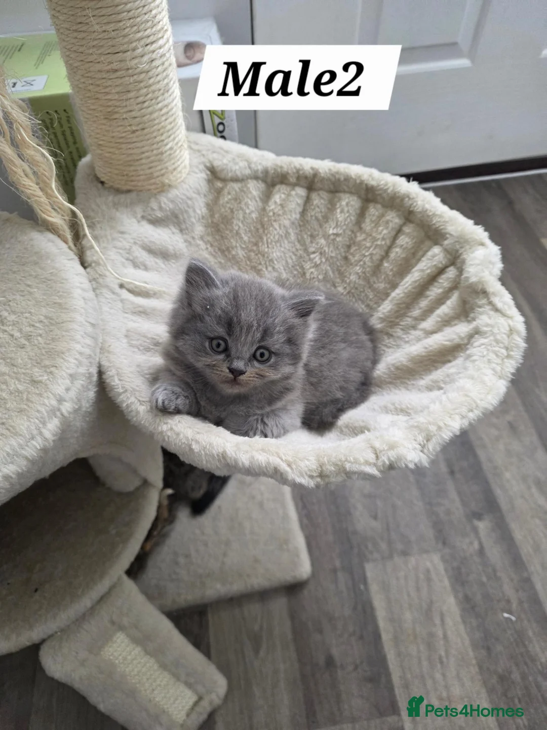 British Shorthair cats for sale: Adorable kittens  - Advert 11