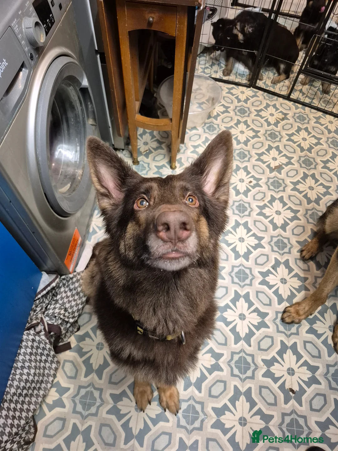 German Shepherd dogs for sale: Stunning german sheppards - Advert 22