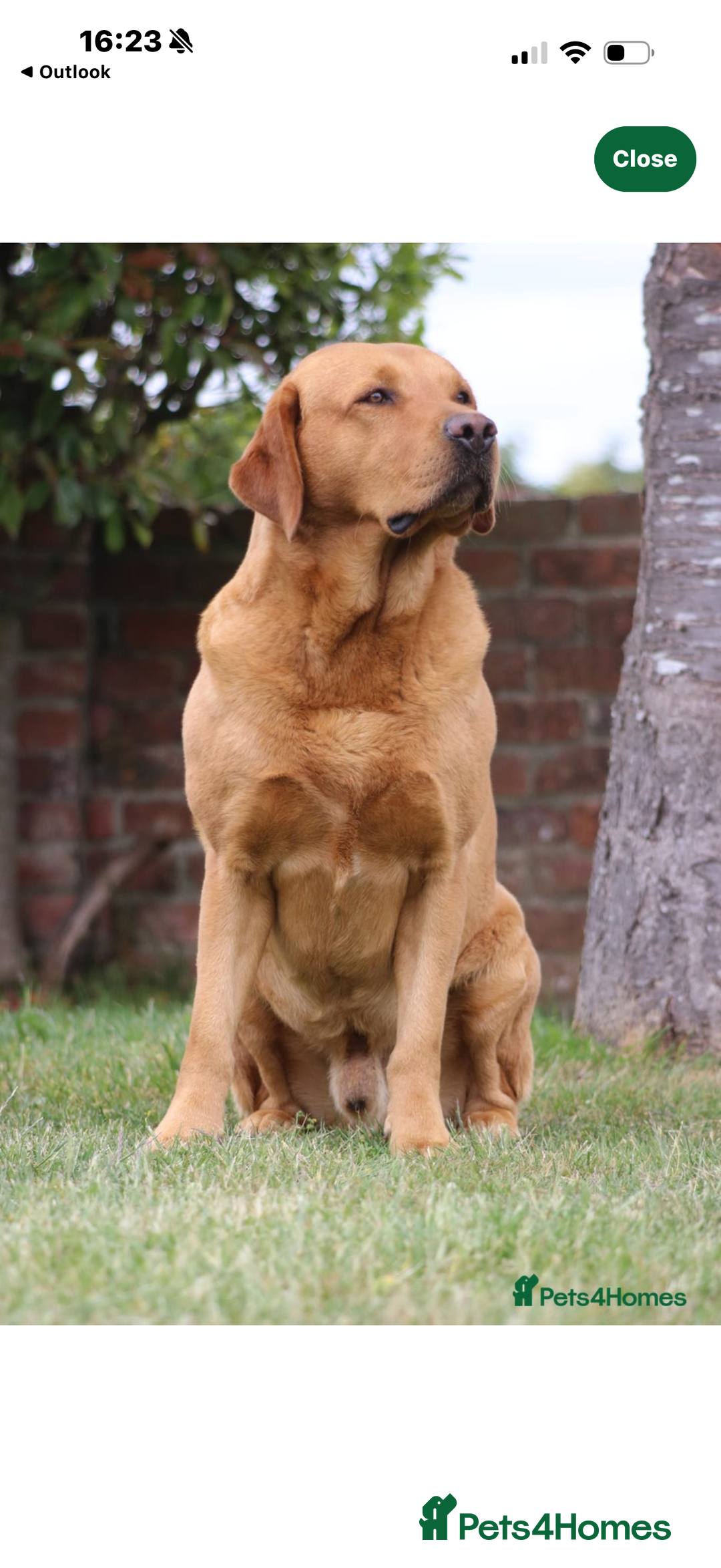 Labrador Retriever dogs for sale: Stunning Labrador puppies  - Advert 12