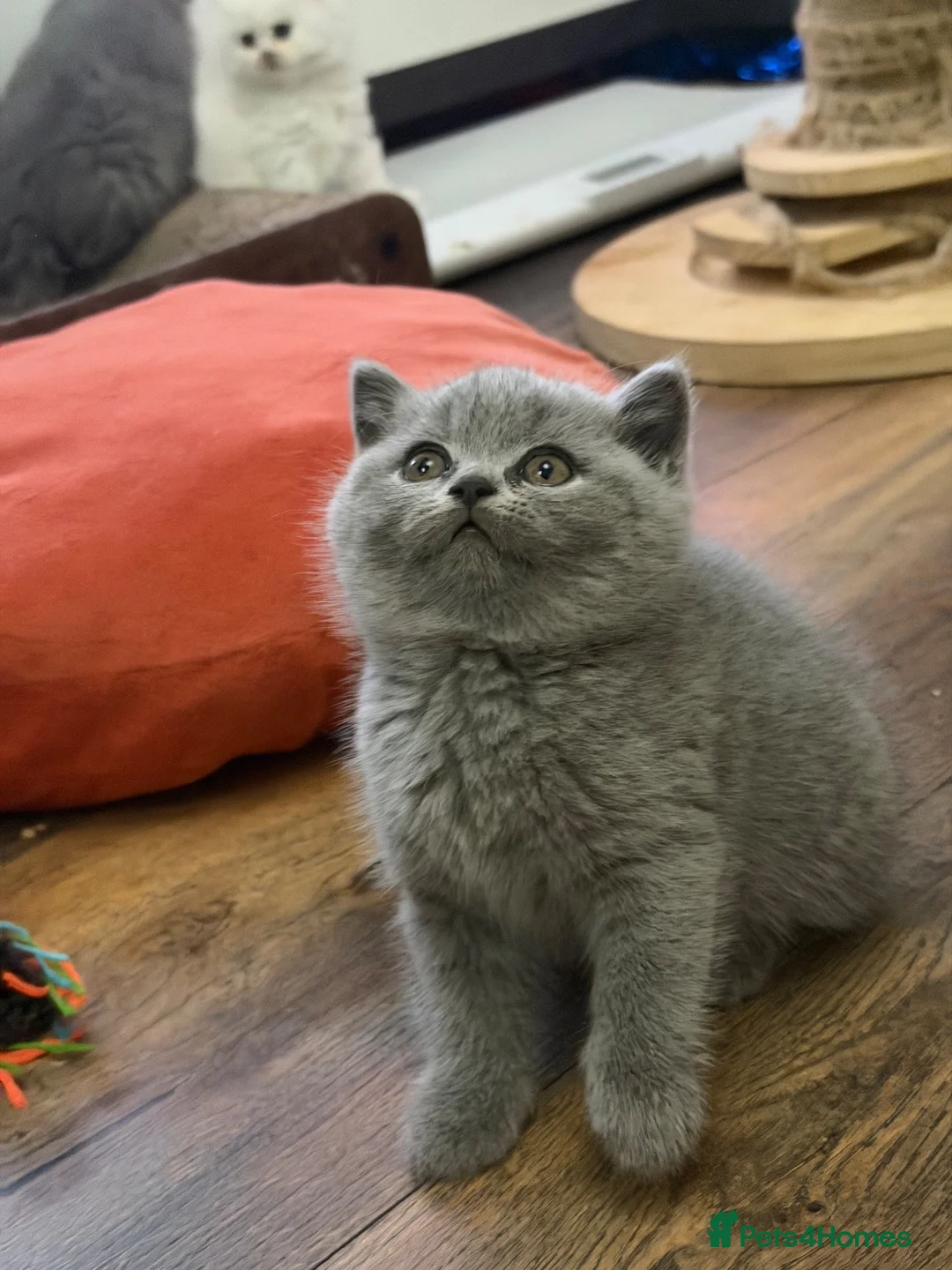 British Shorthair cats for sale: Beautiful BSH and BLH kittens GCCF - Advert 1