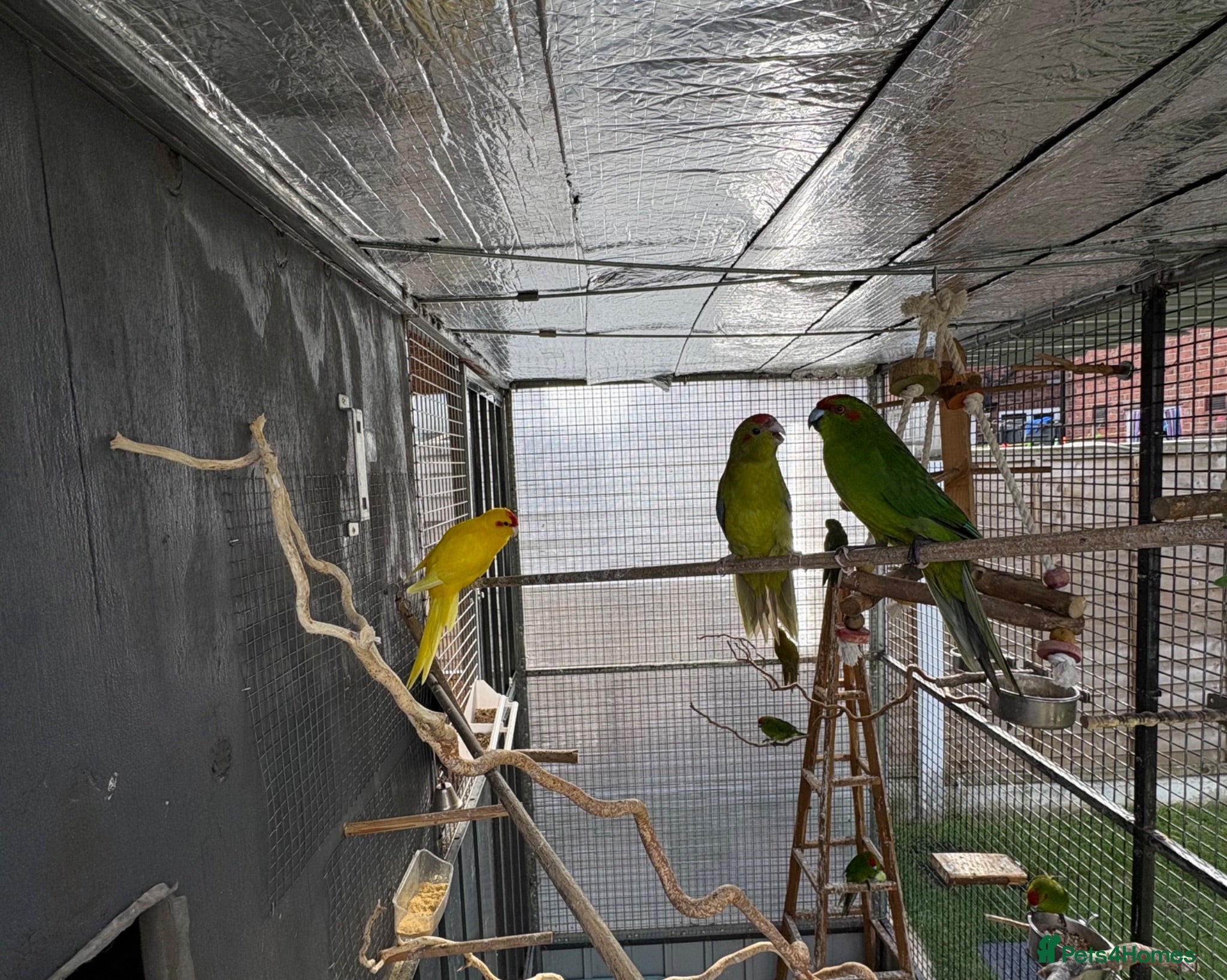 Parakeets birds Kakarikis - Advert 2