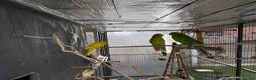 Parakeets birds for sale: Kakarikis - Advert 1