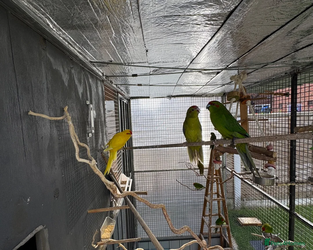 Parakeets birds for sale: Kakarikis - Advert 1