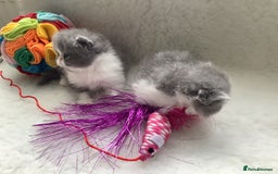 Persian cats for sale: Pedigree Persian Kittens - Image 3