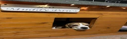 Beagle dogs for sale: ARCHIE THE BEAGLE - REHOME  in Cheltenham - Advert 5