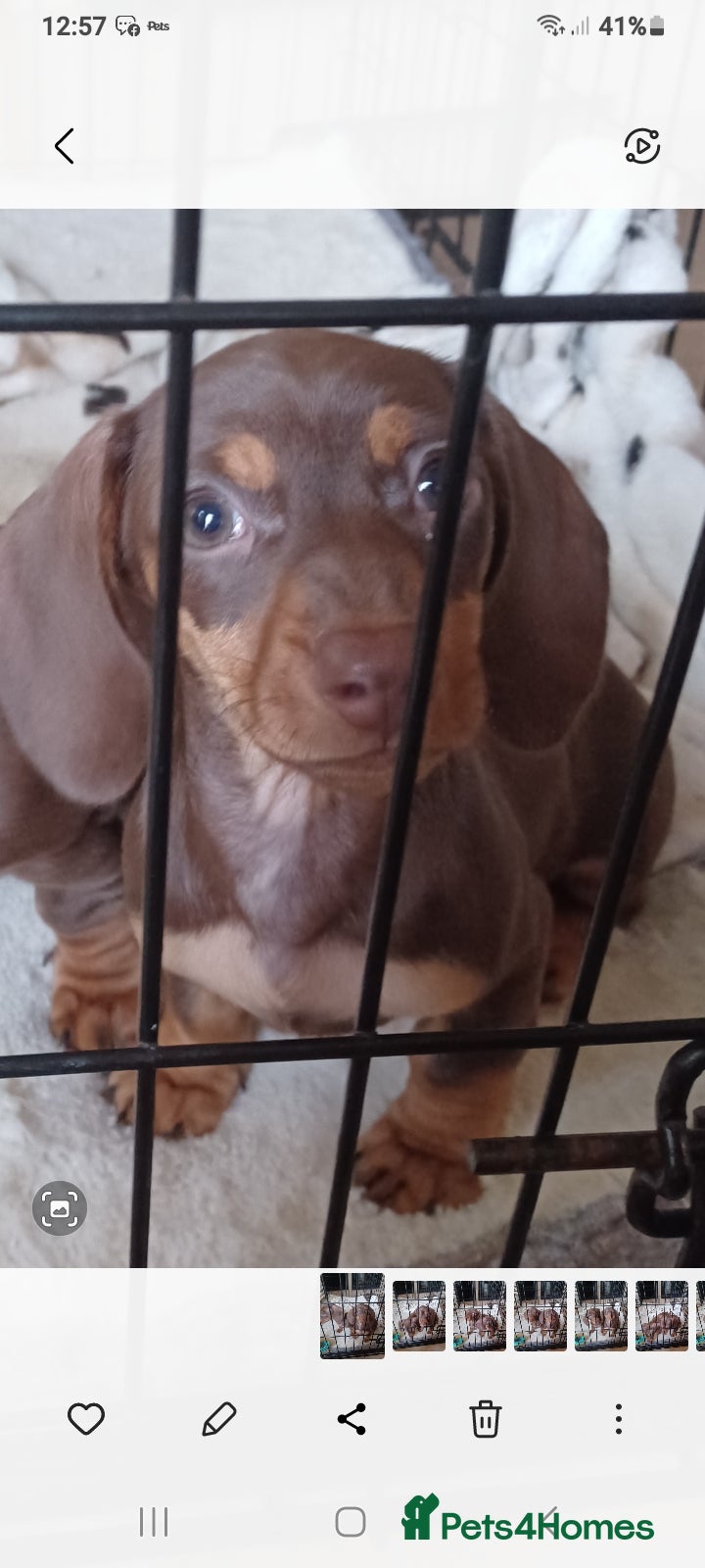 Miniature Dachshund dogs Miniature dachshund 1 girl  - Advert 8