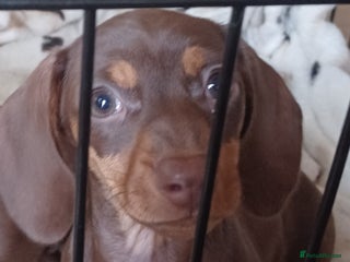 Miniature Dachshund dogs Miniature dachshund 1 girl - Advert 15