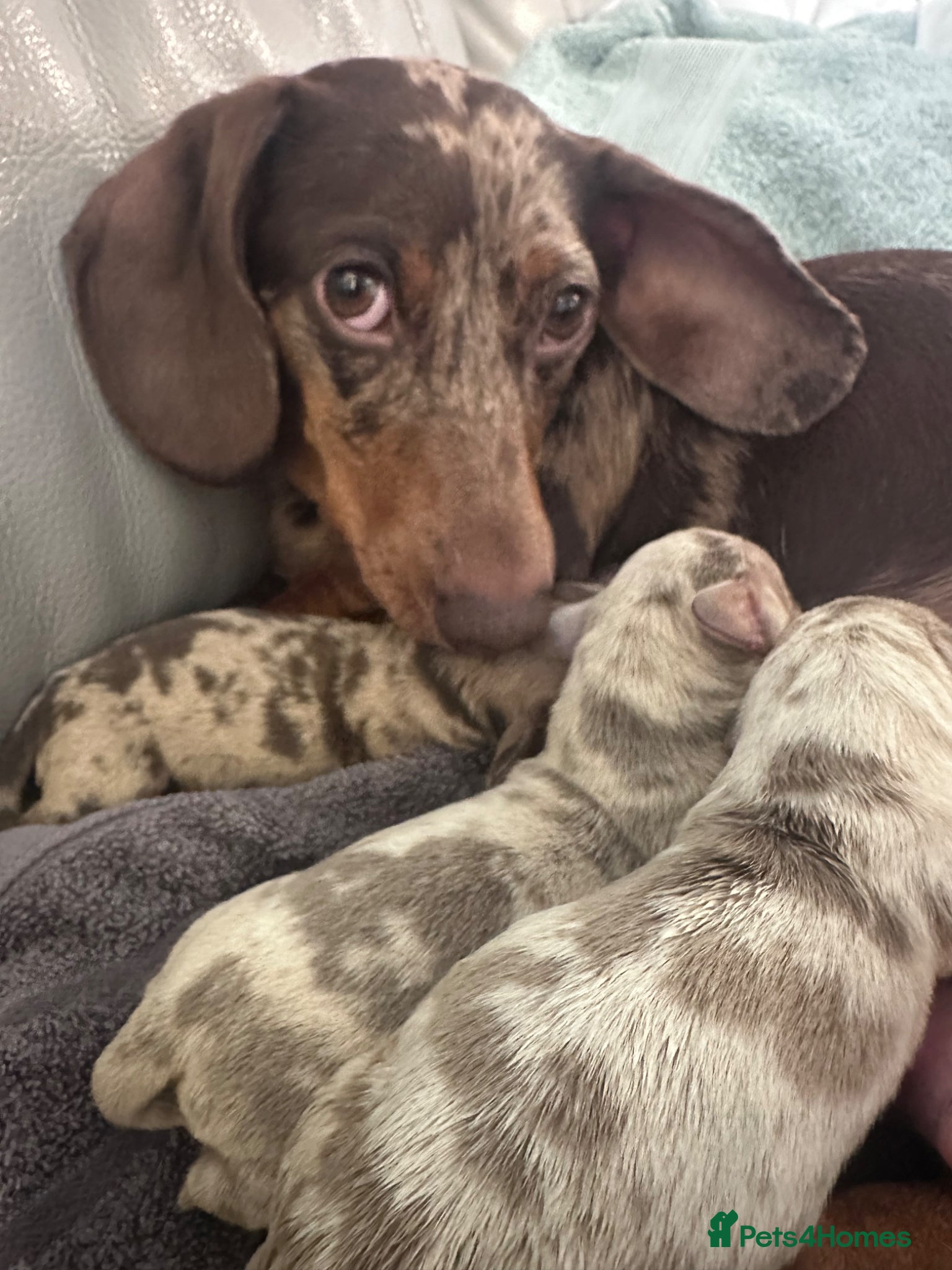 Miniature Dachshund dogs KC registered stunning dapple puppies  - Advert 8