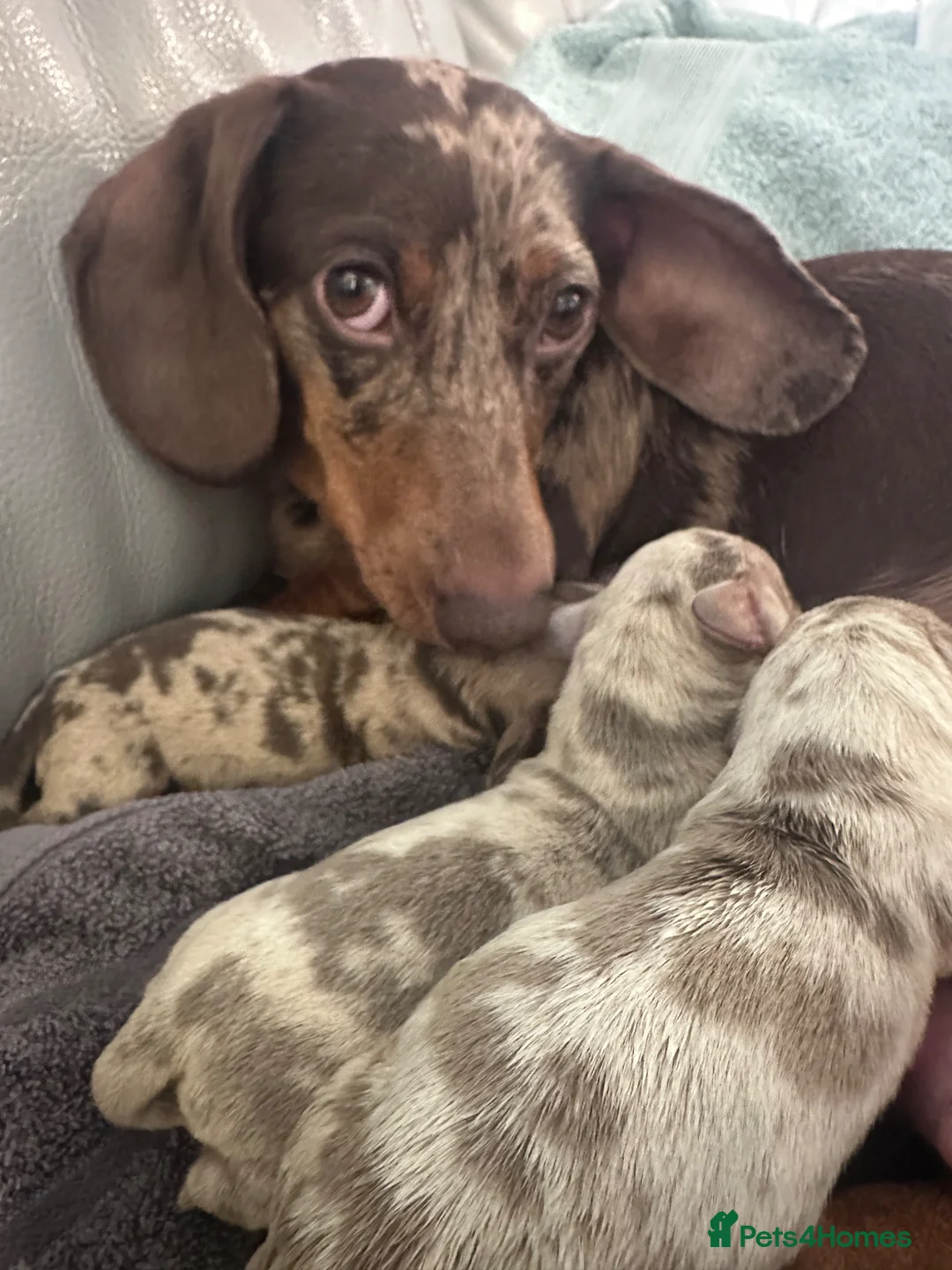 Miniature Dachshund dogs for sale: KC registered stunning dapple puppies  in Bromley - Advert 1