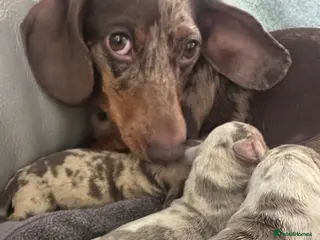 Miniature Dachshund dogs KC registered stunning dapple puppies - Advert 8