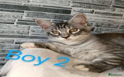 Maine Coon cats for sale: 'PuuureLove' Maine Coon kittens  - Image 1