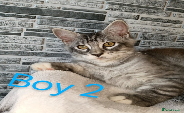 Maine Coon cats - Advert 2