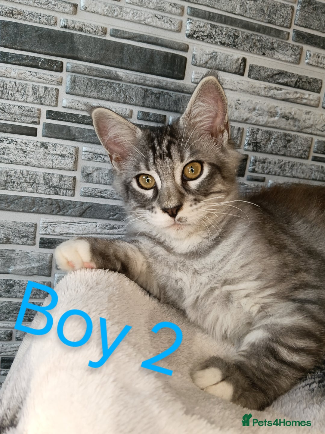 Maine Coon cats for sale: 'PuuureLove' Maine Coon kittens  - Image 1