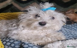 Mixed Breed dogs for sale: French matlipoo - Image 7