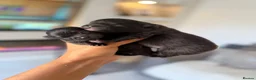 Pomeranian dogs for sale: Stunning Jet Black Pomeranian in Wednesbury - Advert 3