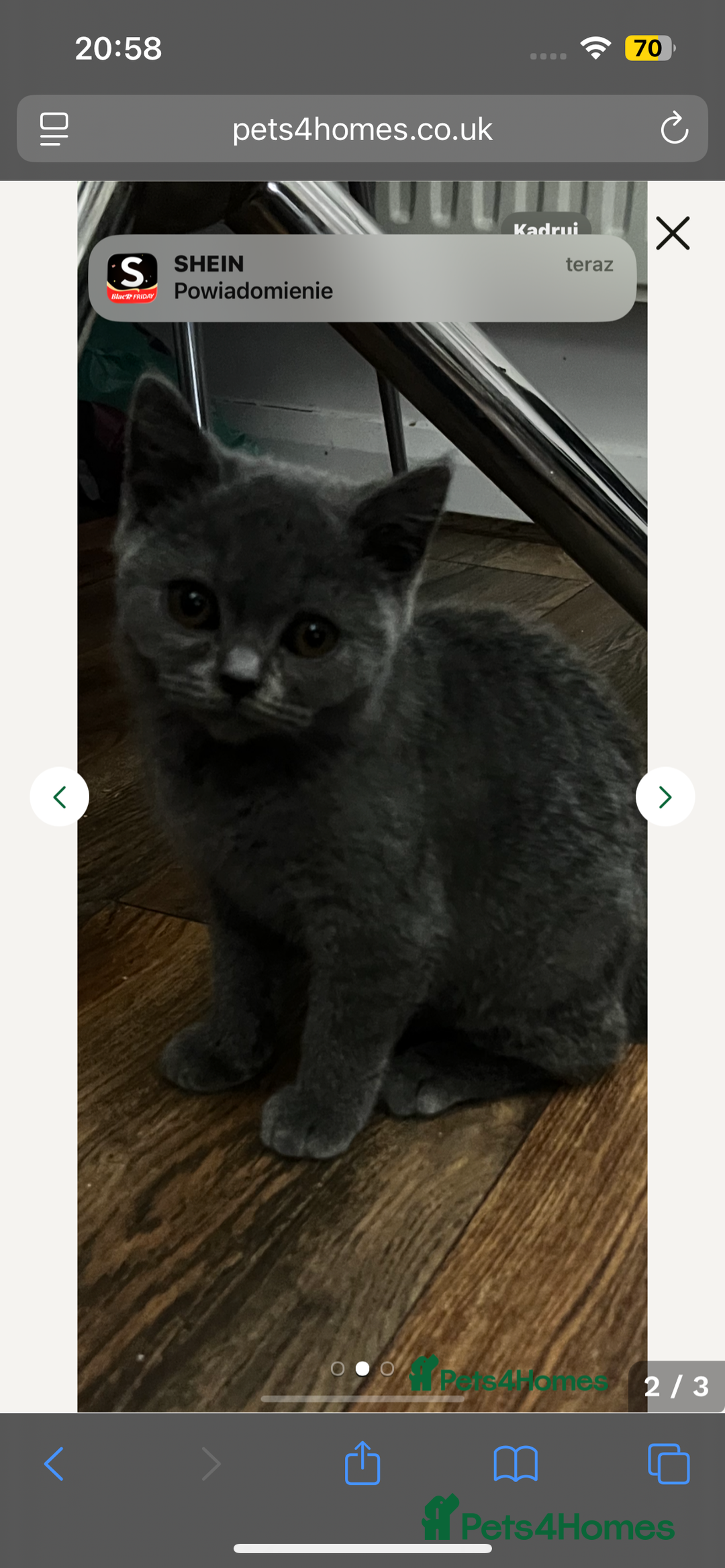 British Shorthair cats for sale: British Shorthair Kitten  - Advert 9
