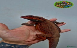 Bearded Dragon reptiles for sale: Bearded dragon Holdback release at HT exotics! - Image 4