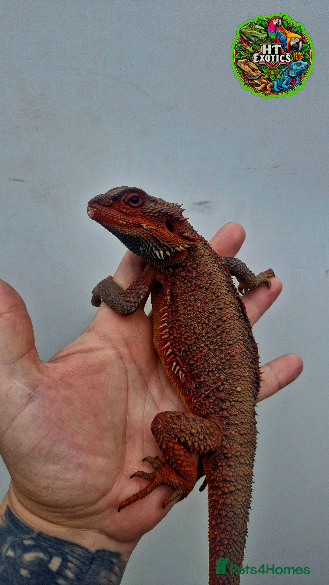Bearded Dragon reptiles for sale: Bearded dragon Holdback release at HT exotics! - Image 4
