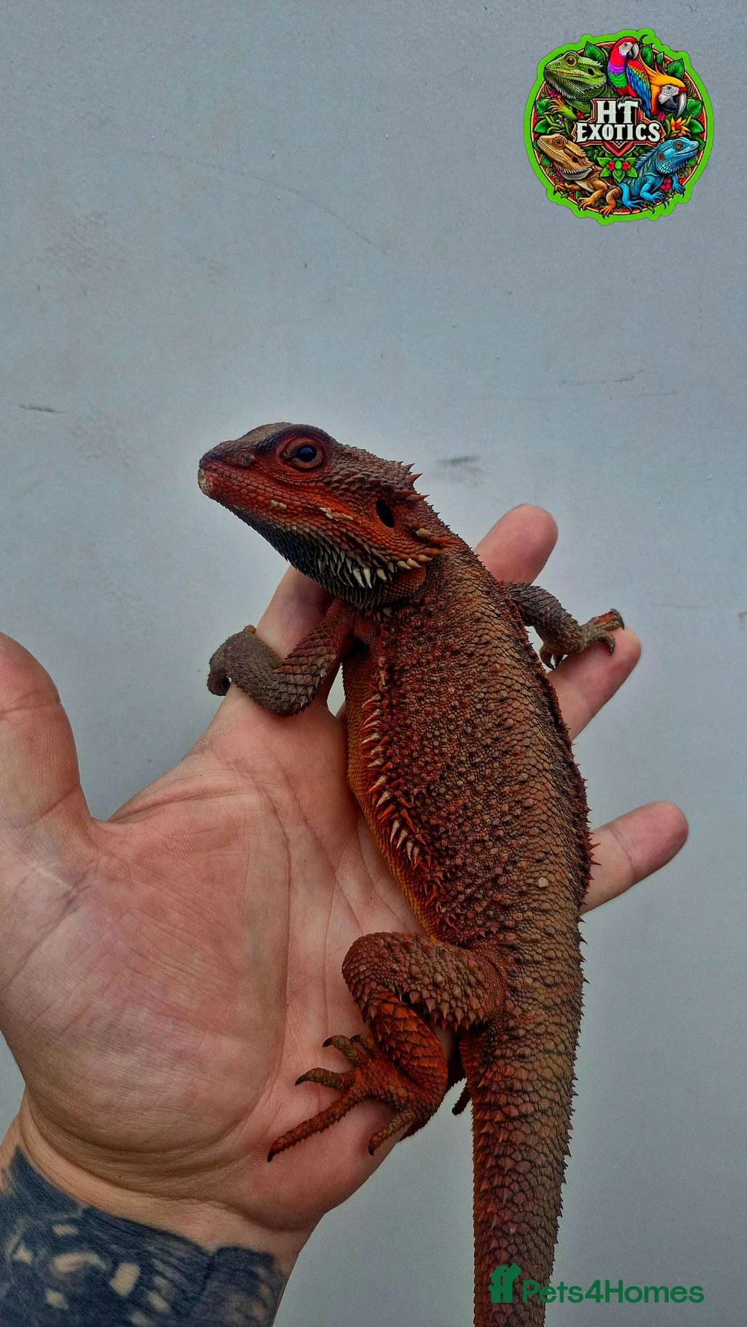 Bearded Dragon reptiles for sale: Bearded dragon Holdback release at HT exotics! - Advert 8
