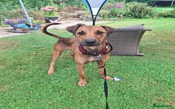 Mixed Breed dogs for sale: Gorgeous 8 month doberman cross  - Image 3