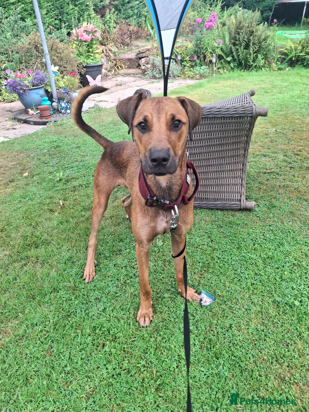 Mixed Breed dogs for sale: Gorgeous 8 month doberman cross  - Image 3