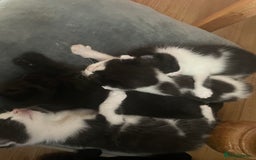 British Longhair cats for sale: British Longhair x domestic black white kittens - Image 14